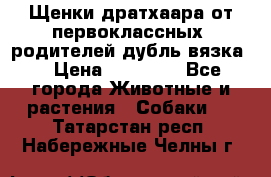 Щенки дратхаара от первоклассных  родителей(дубль вязка) › Цена ­ 22 000 - Все города Животные и растения » Собаки   . Татарстан респ.,Набережные Челны г.